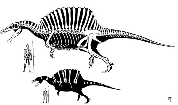 Spinosaurus - Contact your instructor if you are unable to see or interpret this graphic.