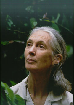 Photo of Jane Goodall - Contact your instructor if you are unable to see or interpret this graphic.