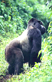 Photo of a Mountain Gorilla - Contact your instructor if you are unable to see or interpret this graphic.