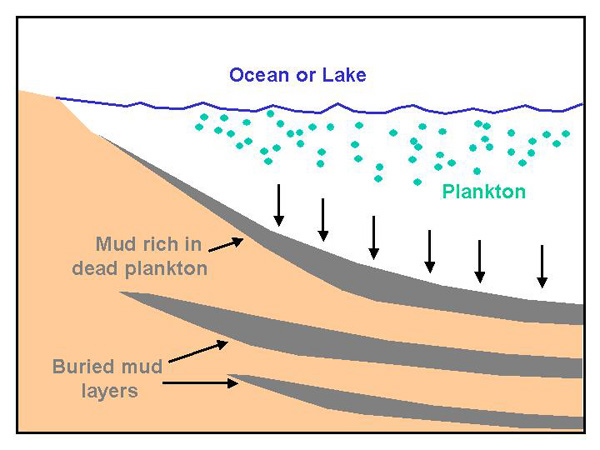 fossil fuels formation