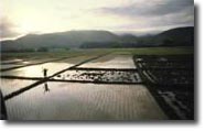 Picture of a flooded rice field.